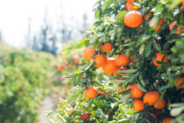 What are the fruits of the Holy Spirit?